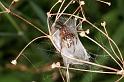 Larinioides_cornutus_D5051_Z_87_Les Gris_Frankrijk